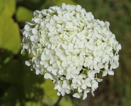 close up of Hydrangea arborescens, commonly known as smooth hydrangea, wild hydrangea, or sevenbark