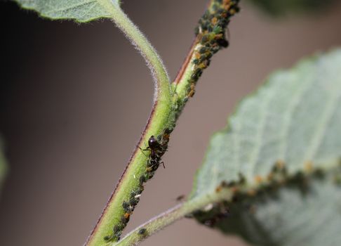 close up of black garden ant colony (Lasius niger), made a nest in a plant in the garden
