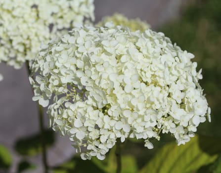 close up of Hydrangea arborescens, commonly known as smooth hydrangea, wild hydrangea, or sevenbark