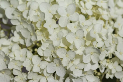 close up of Hydrangea arborescens, commonly known as smooth hydrangea, wild hydrangea, or sevenbark
