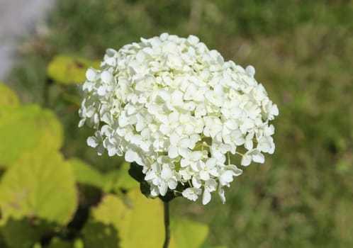 close up of Hydrangea arborescens, commonly known as smooth hydrangea, wild hydrangea, or sevenbark