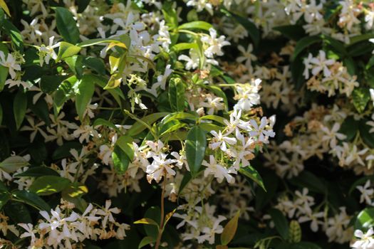 close up of Trachelospermum jasminoides, Common names include confederate jasmine, southern jasmine, star jasmine, confederate jessamine, and Chinese star jasmine, blooming in garden