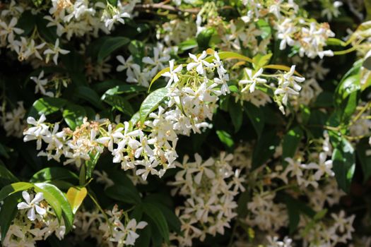 close up of Trachelospermum jasminoides, Common names include confederate jasmine, southern jasmine, star jasmine, confederate jessamine, and Chinese star jasmine, blooming in garden