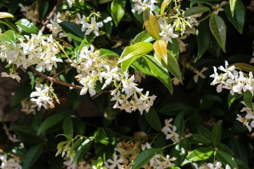 close up of Trachelospermum jasminoides, Common names include confederate jasmine, southern jasmine, star jasmine, confederate jessamine, and Chinese star jasmine, blooming in garden