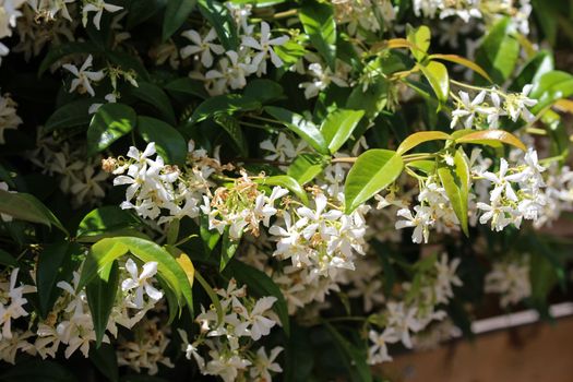 close up of Trachelospermum jasminoides, Common names include confederate jasmine, southern jasmine, star jasmine, confederate jessamine, and Chinese star jasmine, blooming in garden