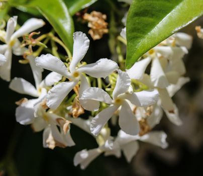 close up of Trachelospermum jasminoides, Common names include confederate jasmine, southern jasmine, star jasmine, confederate jessamine, and Chinese star jasmine, blooming in garden