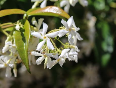 close up of Trachelospermum jasminoides, Common names include confederate jasmine, southern jasmine, star jasmine, confederate jessamine, and Chinese star jasmine, blooming in garden