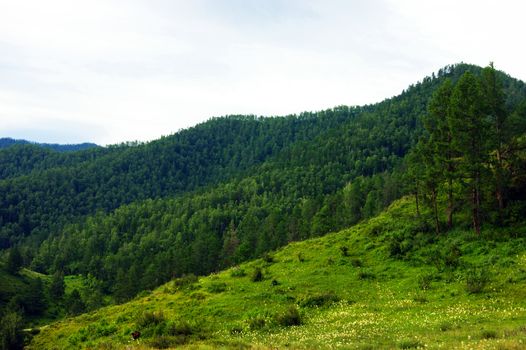 Landscape of the mountains covered by wood and green glade