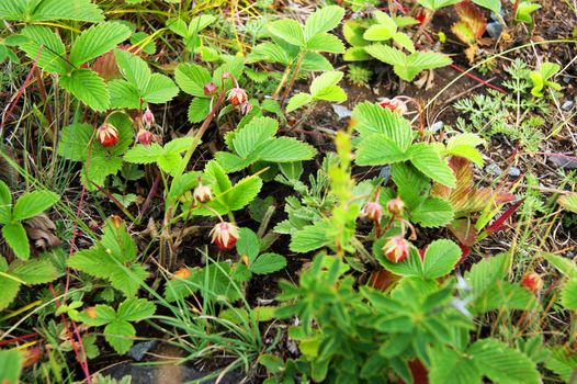 Photography of the ripe berry strawberries on green year bush