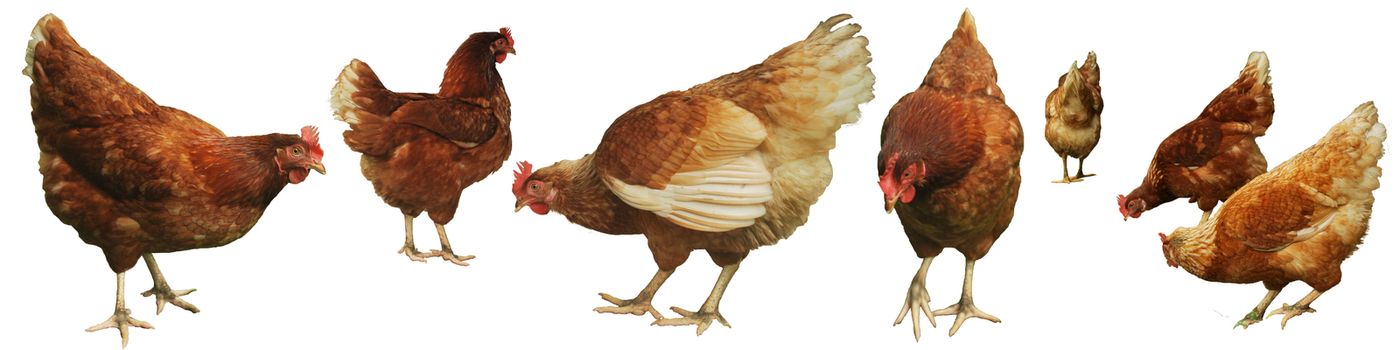 Chicken egg breeding Find your own natural food on white background.(with Clipping Path).