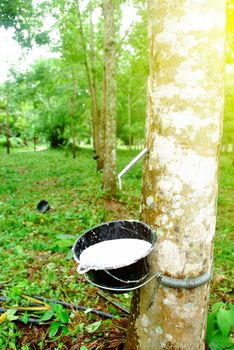 Rubber plantation in Thailand Abundant. Rubber production.