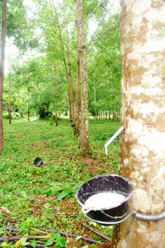 Rubber plantation in Thailand Abundant. Rubber production.