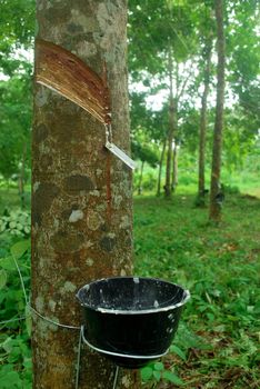 Rubber plantation in Thailand Abundant. Rubber production.
