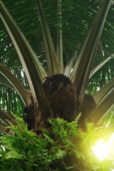 Palm plantation renewable fuel source.Palm oil.