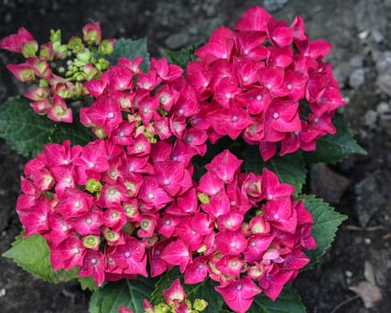 Close up of Mopheads hydrangea (Hydrangea macrophylla) blooming, common names include Common names include bigleaf hydrangea, French hydrangea, lacecap hydrangea, mophead hydrangea, penny mac and hortensia
