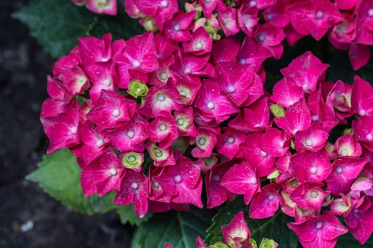 Close up of Mopheads hydrangea (Hydrangea macrophylla) blooming, common names include Common names include bigleaf hydrangea, French hydrangea, lacecap hydrangea, mophead hydrangea, penny mac and hortensia