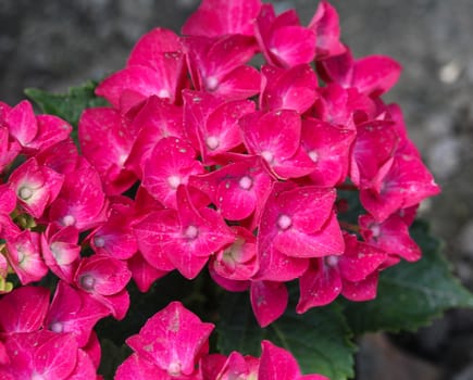 Close up of Mopheads hydrangea (Hydrangea macrophylla) blooming, common names include Common names include bigleaf hydrangea, French hydrangea, lacecap hydrangea, mophead hydrangea, penny mac and hortensia