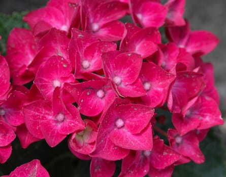 Close up of Mopheads hydrangea (Hydrangea macrophylla) blooming, common names include Common names include bigleaf hydrangea, French hydrangea, lacecap hydrangea, mophead hydrangea, penny mac and hortensia