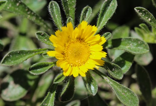 close up of Pallenis maritima flower in garden blooming in spring