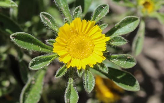 close up of Pallenis maritima flower in garden blooming in spring
