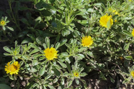 close up of Pallenis maritima flower in garden blooming in spring