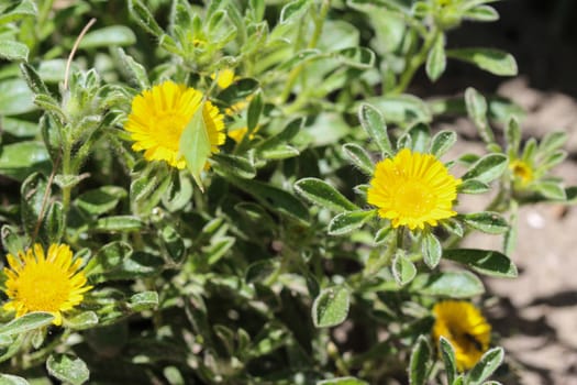 close up of Pallenis maritima flower in garden blooming in spring