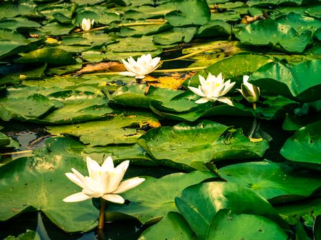 Lotus or Water lily white flower close up on the pond