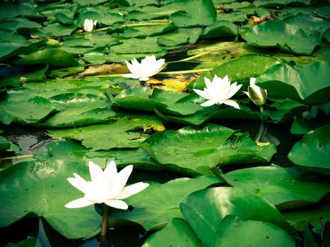 Lotus or Water lily white flower close up on the pond