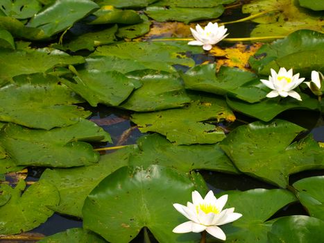 Lotus or Water lily white flower close up on the pond