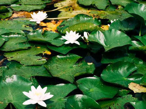 Lotus or Water lily white flower close up on the pond