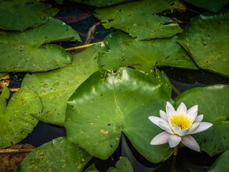 Lotus or Water lily white flower close up on the pond