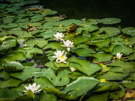 Lotus or Water lily white flower close up on the pond