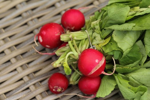 close up of Bush of radish on wooden table background