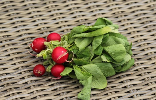 close up of Bush of radish on wooden table background