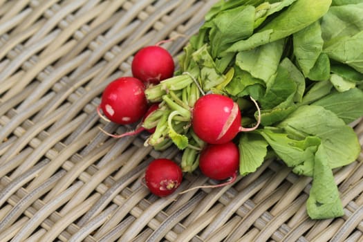 close up of Bush of radish on wooden table background