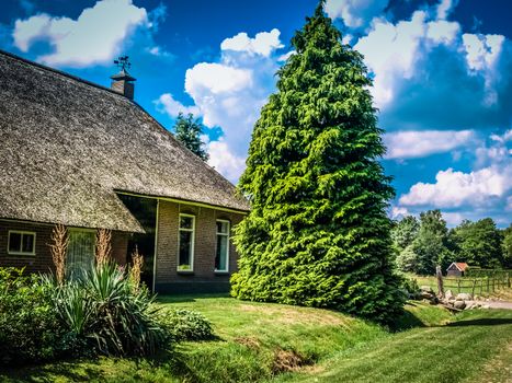 Ancient house with thatched roof and spruce tree at Netherlands