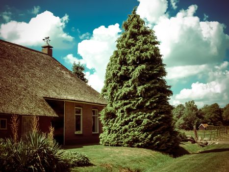 Ancient house with thatched roof and spruce tree at Netherlands