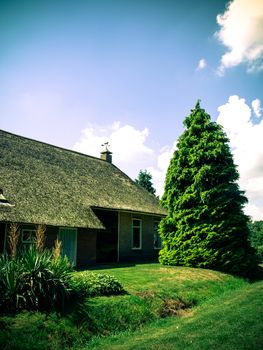 Ancient house with thatched roof and spruce tree at Netherlands