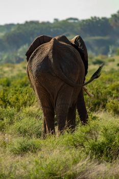 Elephant from behind. An African bush elephant in the grass in Samburu Park, Kenya, seen from the back