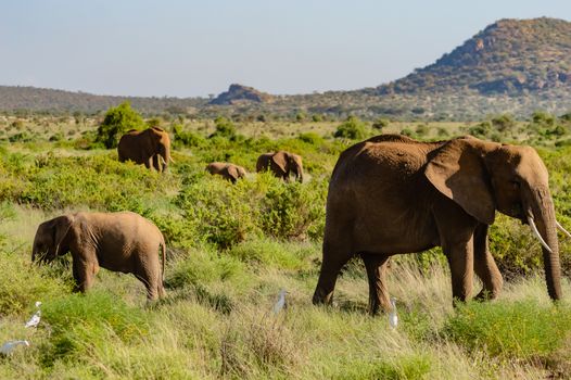 Elephant family in the savannah of Samburu Park in central Kenya