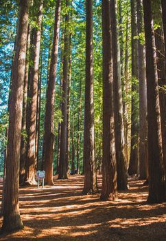 Scenic route walking through the redwoods