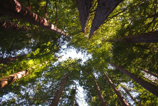 Looking up at the tall pine in the redwoods