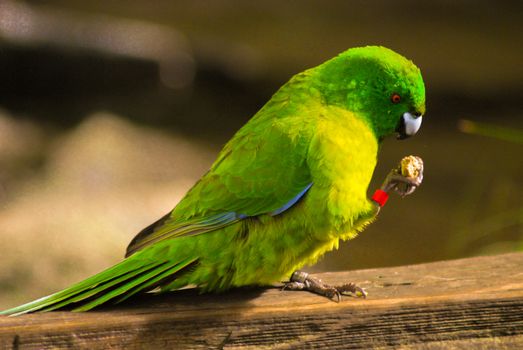 A green bird standing and eating food