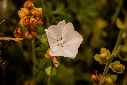 A white flower in a garden