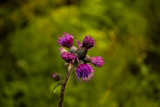 An isolated flower with green background