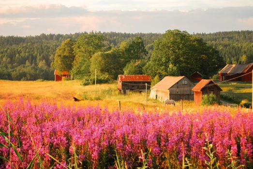 Pink flowers by the swedish countryside