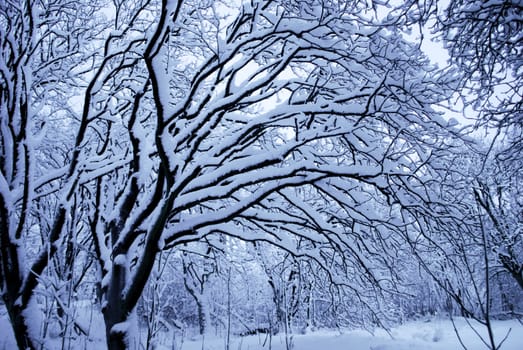 Winter wonderland with heaps of snow