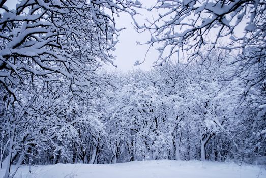 Winter wonderland with heaps of snow