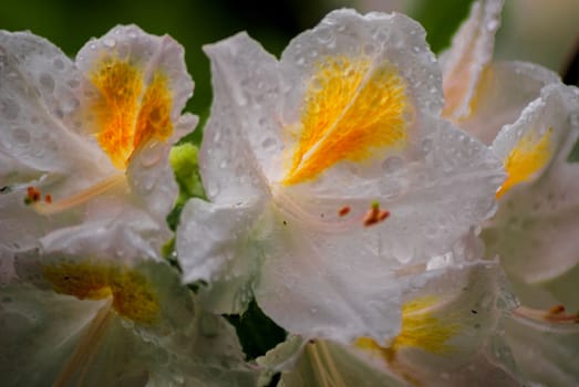 White and yellow flowers with waterdrops on them