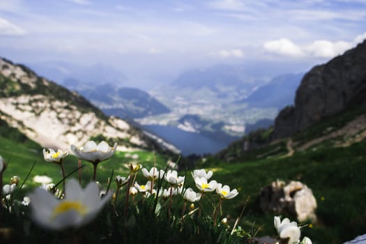 Beautiful flowers up on the mountaain